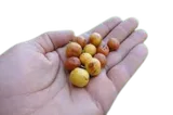 Photo of نبق 400 جرام